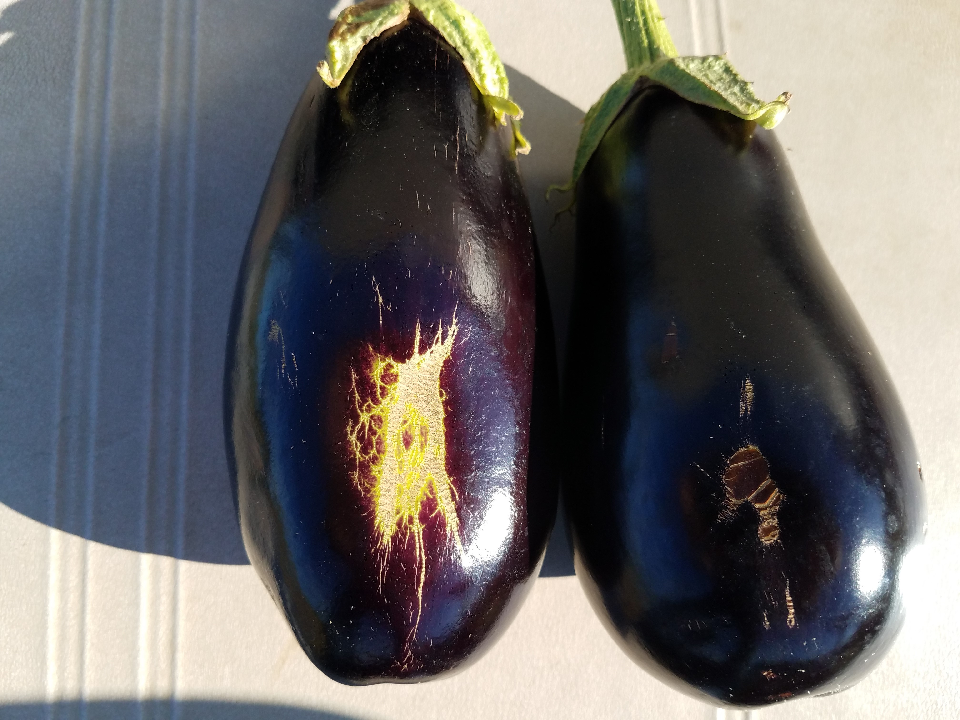 Eggplant with blemishes